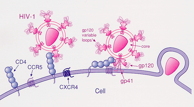 Somatic Gene Therapy. gene therapy,