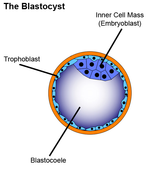 Fertilization In Humans. days after fertilization.