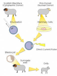 Somatic Cell Nuclear Transfer to Create Dolly Caption