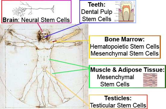 Stem cells obtained from different tissues of the body can be used as models 