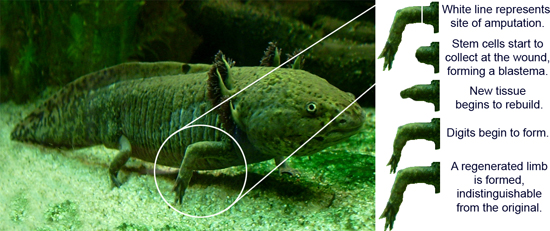 Salamander Limb Regeneration Caption