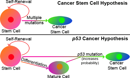 Cancer Hypotheses Caption