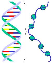 Chromatin Caption here