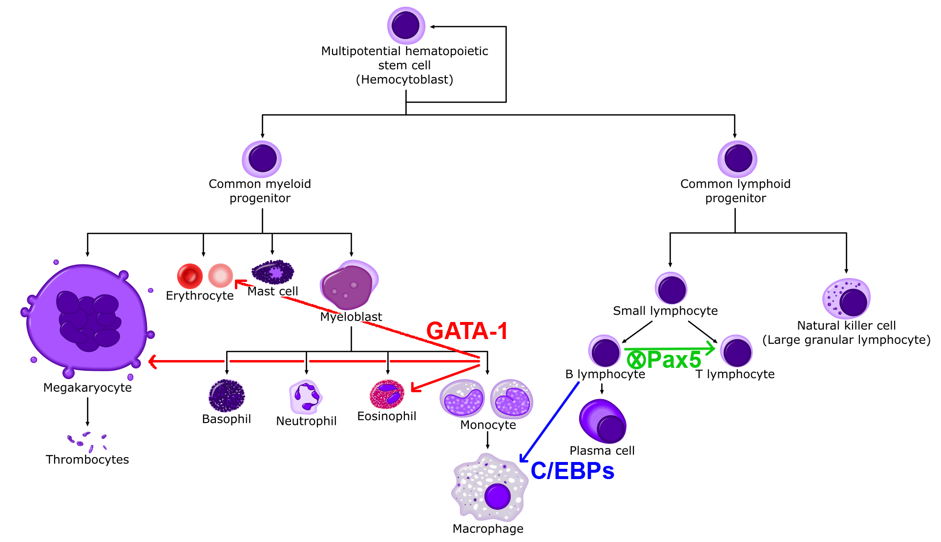 Hematopoiesis and Direct Reprogramming Alt text